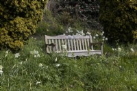 A wooden bench sits amongst spring growth and daffodils. Marwood Hill gardens, Devon. Spring. May. 