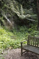 A wooden bench in an old quarry with a tree fern growing in the background. Marwood Hill gardens, Devon. Spring. May. 