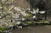 A branch of a flowering cherry tree with white flowers hangs over the end of a lake with a wooden foot bridge crossing the lake end. Marwood Hill Gardens, Devon. Spring. May.