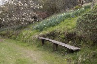 A rustic wooden bench at the base of a slope with daffodils behind and a magnolia Gold Star in the background. Marwood Hill Gardens. Spring. May. 
