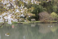 A view across a lake to a wooden bench. A white flowering cherry is in the foreground. Three ducks are swimming on the lake. Various established trees are behind the bench. Marwood Hill Gardens. Spring. May. 