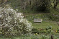 A view across a bog garden to a wooden bench on a grassed area with a path running behind the bench. Marwood Hill Gardens. Spring. Devon. May. 