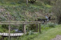 A wooden bridge across a stream with a pond in the background and two sculptures of swans taking off in the pond. Marwood Hill Gardens. Devon. Spring. May. 