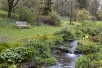 A view across a stream with flowing water and water loving plants growing alongside the stream with a grassed area to the left and a wooden bench on the grass. Marwood Hill Gardens. Devon. Spring. May. 