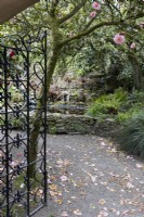 Looking out of open black metal gates through an archway, with camellias flowering outside the archway. Spring. May. Marwood Hill Gardens. Devon. 