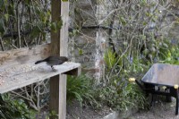 A male blackbird eats bird seed on a wooden shelf with a wheelbarrow in the background. Marwood Hill Gardens. Spring. May. 