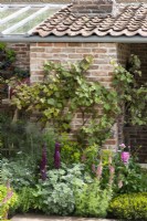 A grape vine is trained up a brick wall, above a herbaceous border planted with lupins, peonies, verbascum and silver artemisia.