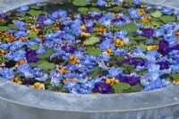 Flowers from larkspur and violas float on the surface of a contemporary water bowl. Design Mark Gregory, Chelsea Flower Show 2023.