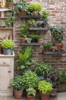 Shelves on an old brick wall carry pots of herbs and chillies. Beneath, 