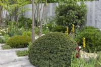 A yew cushion is set amongst borders of roses, pittosporum, Asphodeline lutea, grasses, irises and white foxgloves.