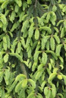 Picea abies 'Reflexa' - Reflexed Norway spruce