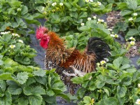 Bantam cockerel free ranging in garden strawberry bed Summer June