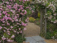 Blush rambling rose in full bloom and wooden trellis  in cottage garden Norfolk June