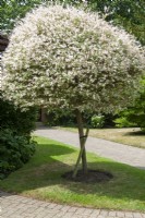 Salix integra tree with supporting stake - Open Gardens Day, Easton, Suffolk
