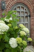 Hydrangea arborescens beside doorway into garden - Open Gardens Day, Easton, Suffolk