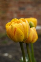 Tulipa 'Sunlover' - tulip - April