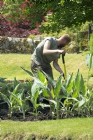 Gardener of Arcen Castle gardens planting Canna plants in new terrace form garden.