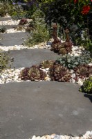 Slab path infilled with white gravel and planted with sempervivums - Beautiful Borders Strenthen Your Body, Heal Your Mind  and  Feed Your Soul - BBC Gardeners' World Live 2023, Birmingham NEC - Designer Adam Marshall