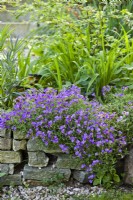 Aubrieta planted in dry stone wall.