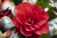 Camellia, Ace of Hearts. Flowers and foliage. Close up. Spring. May. 
