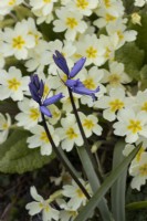 A bluebell, Hyacinthoides hispanica in front of primrose, Primula vulgaris flowers. Close up. Spring. May. 