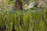 Ostrich, fiddlehead ferns grow beside a lake. Marwood Hill Gardens, Devon. Spring. May. 