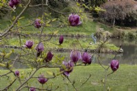 A view through magnolia trees to a large lake with an island. A statue of a young girl swinging a small child in the air is on the island. Trees with varying stages of emerging spring foliage are in the background. Marwood HIll Gardens. Devon. Spring. May. 