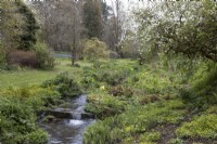 A stream runs down a shallow valley in a woodland garden. Trees with varying degrees of spring foliage emerging are on the sides of the valley. Marwood Hill Gardens. Spring. Devon. May. 