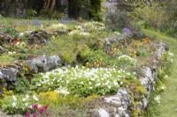 The Scree Bed in spring, Marwood Hill gardens. Devon. May. 