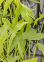 Sagittaria latifolia, summer August