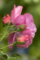 Rosa rosarium Uetersen
