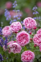 Rosa 'Penelope Lively' - Ausb18a15 - with lavender and catmint. Introduced by David Austin Roses 2023