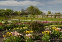 Tulipa 'Mango Charm' and Tulipa 'Big Smile'  yellow and pink tulips and Narcissus 'Regeneration' in the Gordon Castle Walled Garden and the Gordon Chaple in the distance.