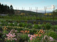 Tulipa 'Dordogne', Tulipa 'Big Smile' and Narcissus in the Gordon Castle Walled Garden.