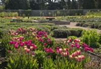 Tulips 'Don Quichotte' and Tulipa 'Big Smile' in a bed in Gordon Castle Walled Garden.