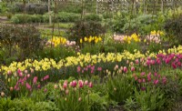 Rows of Tulipa 'Jumbo Beauty',  'Don Quichotte', and 'Big Smile' and Narcissus 'Regeneration' in a bed in the Gordon Castle Walled Garden.