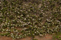 Malus domestica - Apple blssom espalier growing on a brick wall at the Gordon Castle Walled Garden.