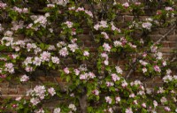 Malus domestica - Apple blossom espalier growing on a brick wall at the Gordon Castle Walled Garden.