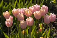 Tulipa 'Big Smile' pale pink tulips in the Gordon Castle Walled Garden.