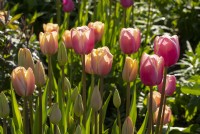 Tulipa 'Jumbo Beauty' in the Gordon Castle Walled Garden.