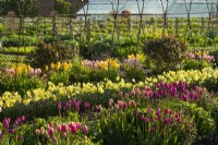 Rows of multi-coloured tulipa and Narcissus in the Gordon Castle Walled Garden.