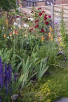 Small flowerbed with Kniphofia, Iris, sedums and roses in fenced urban garden