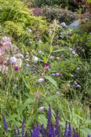 Small urban border featuring Scabious