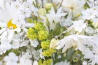 Bouquet of flowers containing Alchemilla mollis, Centaurea 'Ball White', Omphalodes 'Little Snow White', Leucanthemum vulgare and Aquilegia 'Lime Sorbet'