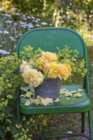 Buff yellow roses with Alchemilla mollis in metal bucket on green metal chair
