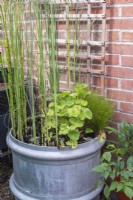 Old plastic barrel upcycled to create mini pond with Equisetums and Caltha 