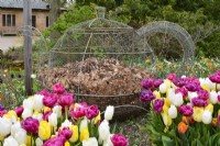Wire, openwork teapot-shaped ornamental compost bin with dead leaves, surrounded by tulips in ceramic pots and white narcissus. RHS Garden Harlow Carr.