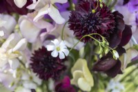 Bouquet of flowers containing Lathyrus 'Beaujolais' and 'High Scent', Centaurea 'Black Ball', Lunaria annua - Honesty and Gypsophila elegans 'Covent Garden'