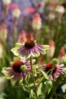 Echinacea purpurea Green Twister. Two-coloured pink-lime coneflower. July