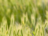 Hordeum murinum - Flea Darts grass